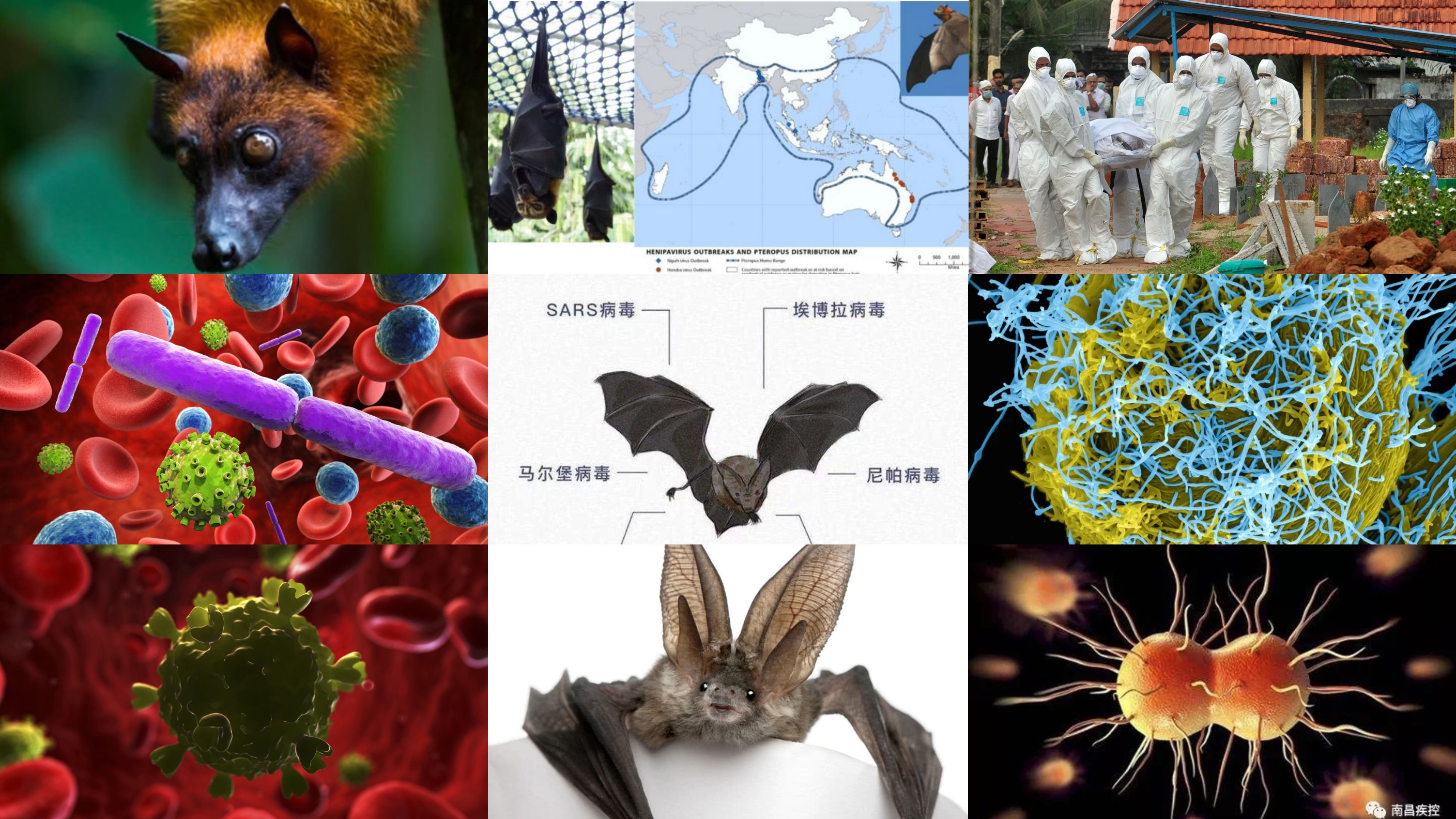 病毒在全球稳固传播.2026全球病毒-第1张图片